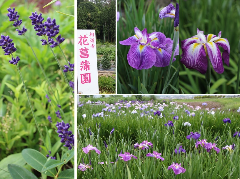 花菖蒲園@相道寺_a0212730_21342616.jpg