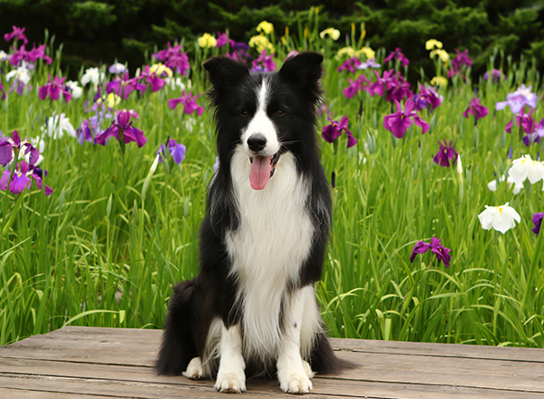 初めての花菖蒲と犬_e0138031_10102038.jpg