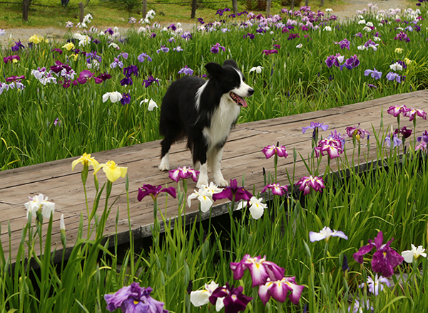 初めての花菖蒲と犬_e0138031_10103260.jpg