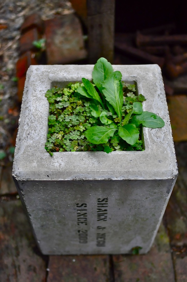 salad_b0172633_11503425.jpg