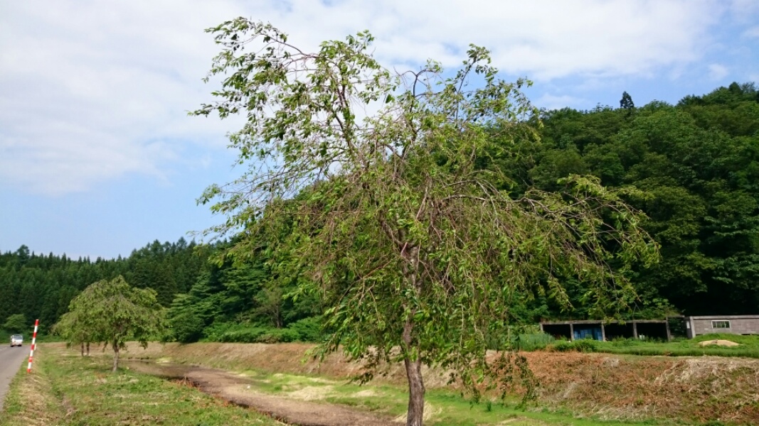 マイマイガ_f0081443_21472360.jpg