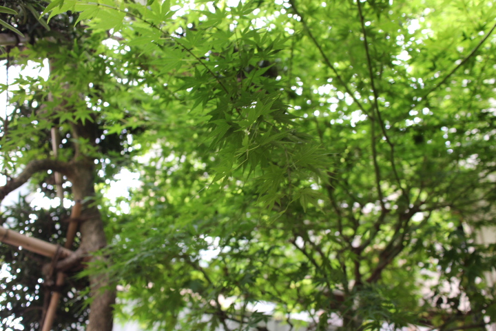 あえて『旗竿地』_e0343145_0302873.jpg