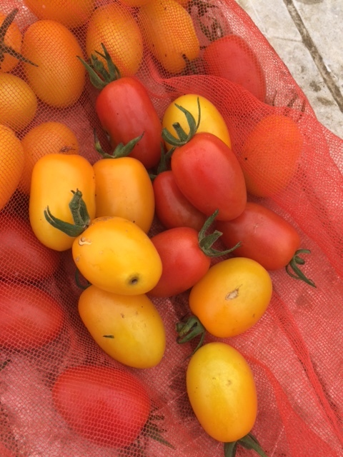 トマトの収穫始めます　例年より２週間早い　防鳥ネット張る前に出来てしまいました_c0222448_14111156.jpg