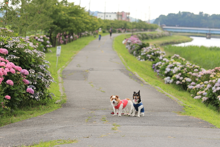 多古町のあじさい館_d0168652_21335037.jpg