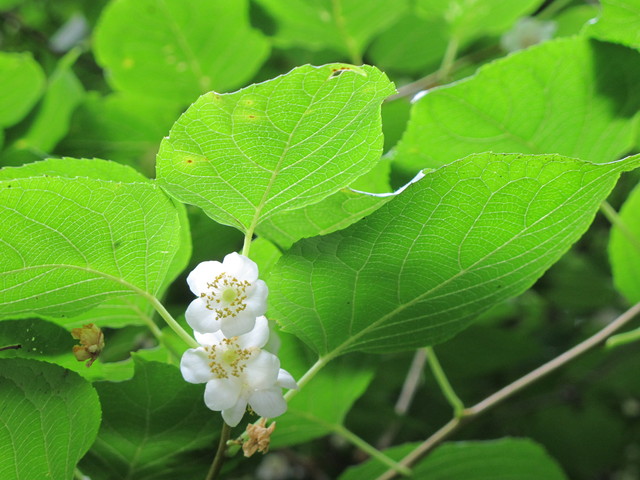 木天蓼の花_d0226259_1014066.jpg