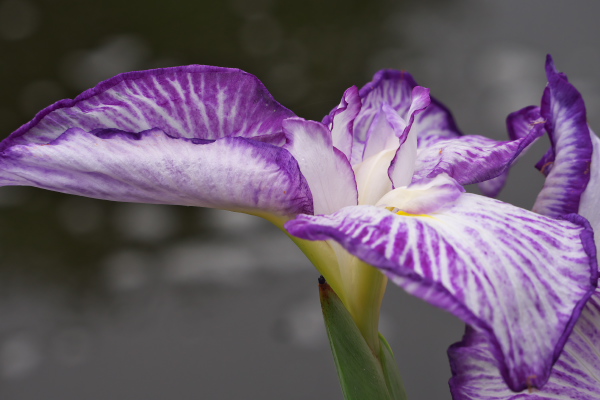 小田原フラワーセンター　花菖蒲　　2015-6-16_d0264759_15365530.jpg