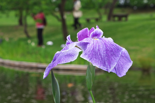 小田原フラワーセンター　花菖蒲　　2015-6-16_d0264759_15371240.jpg