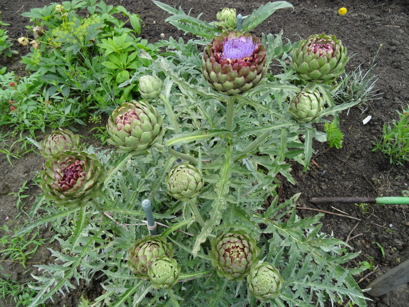 c0108460_20315259.jpg