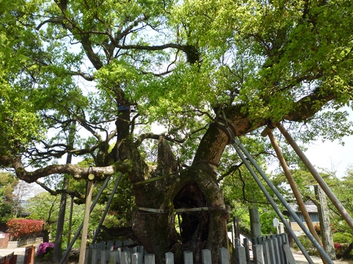 佐賀（２7） 櫛田宮・景行天皇が祀ったのは伊勢の神だったのか_c0222861_2123081.jpg