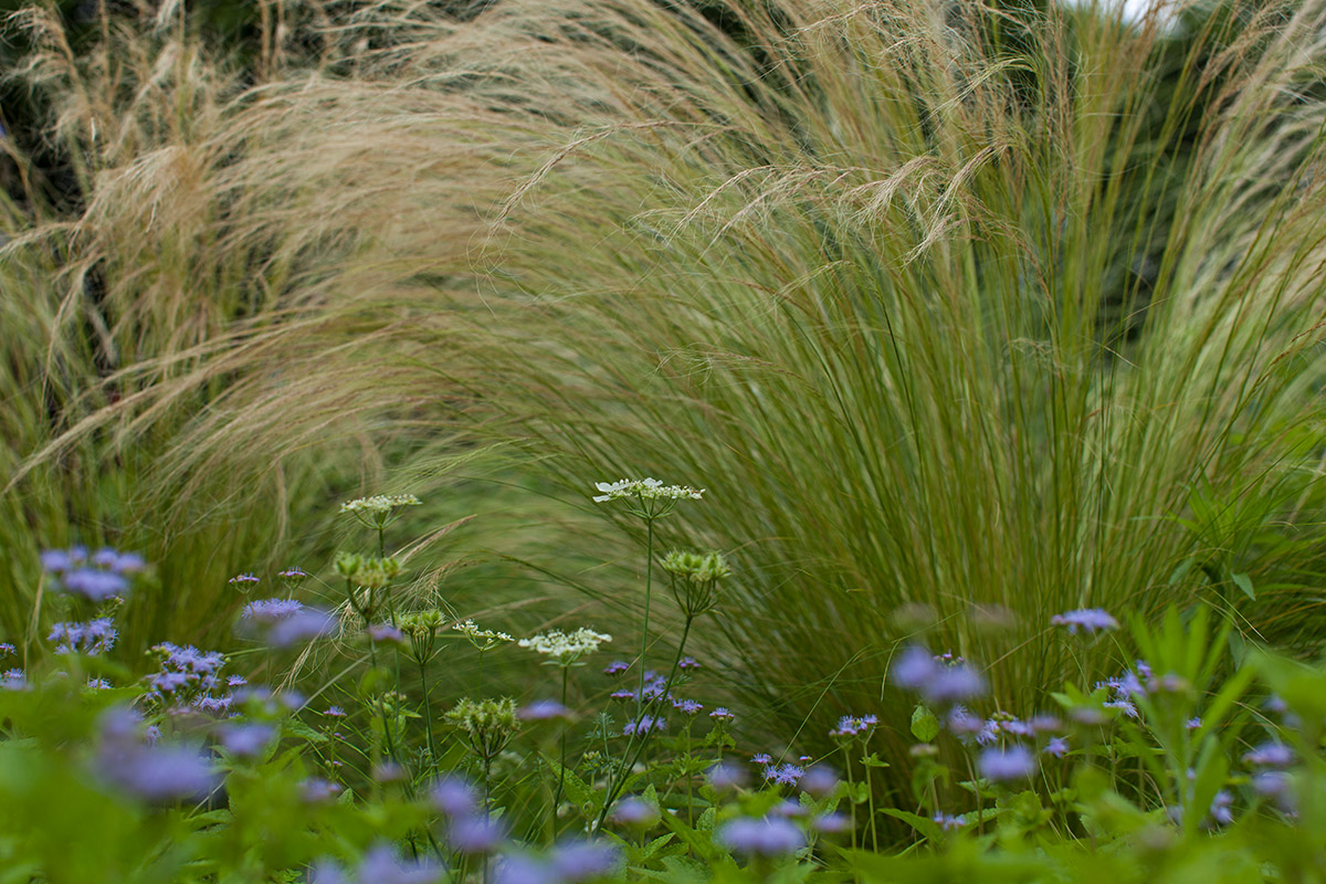 気になる草_a0261169_180115.jpg