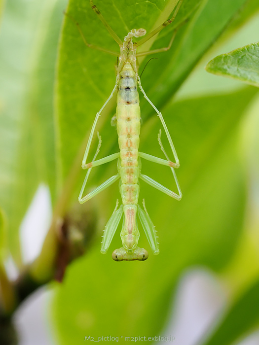 ハラビロカマキリの脱皮_e0097970_8252426.jpg