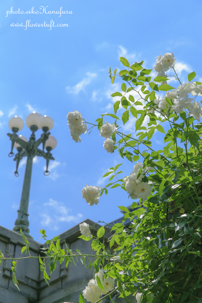 お散歩フォトレポート-中之島バラ園1_c0137872_23203294.jpg