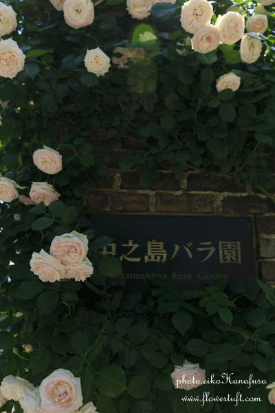 お散歩フォトレポート-中之島バラ園1_c0137872_23233297.jpg
