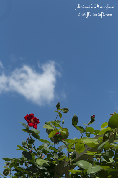 お散歩フォトレポート-中之島バラ園1_c0137872_23323975.jpg