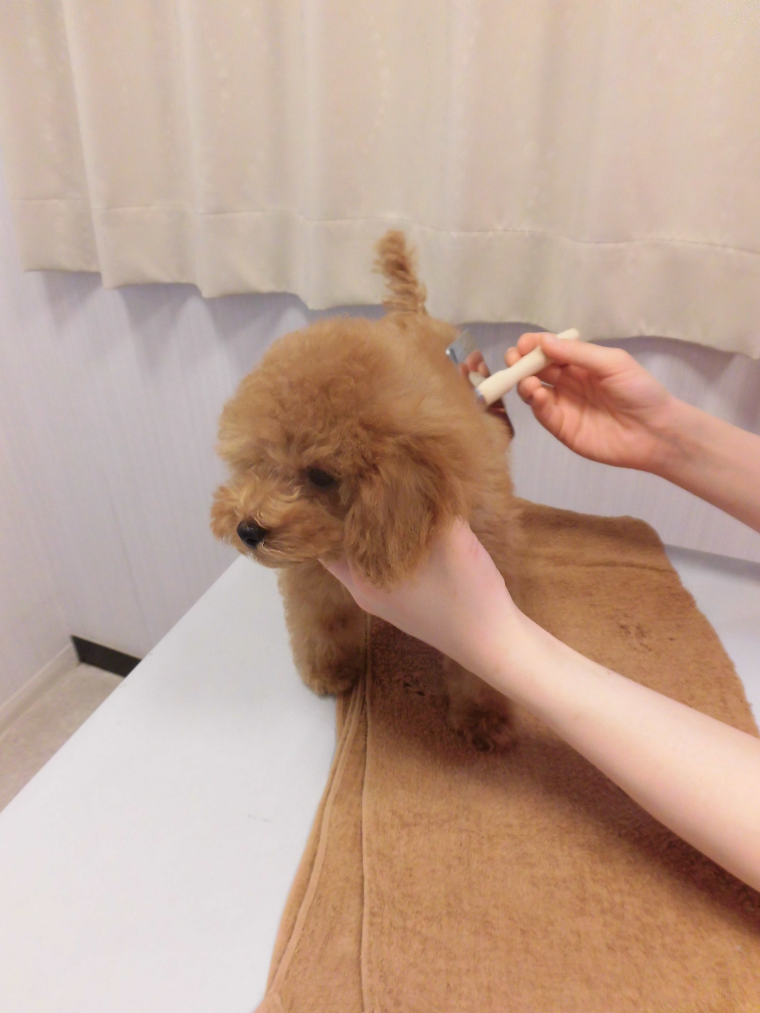 シャンプー_c0231772_1184481.jpg