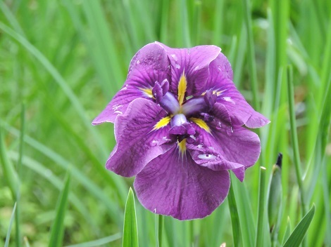 御苑の花菖蒲と歴史秘話ヒストリア_d0183174_08431118.jpg