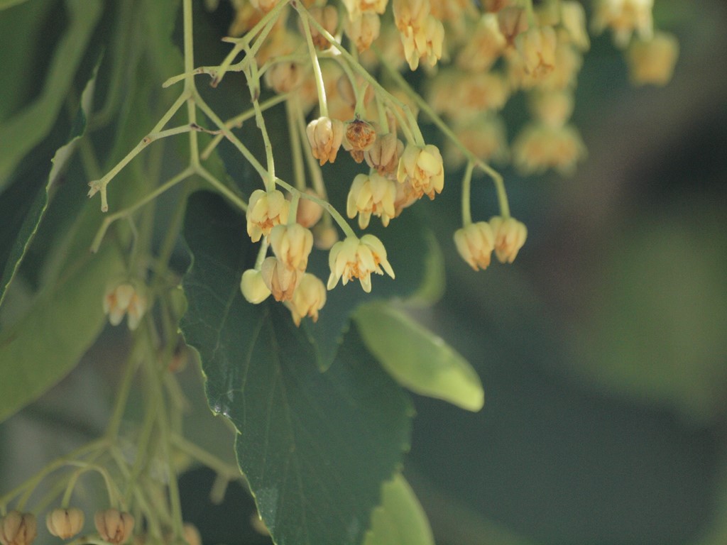 『菩提樹(ボダイジュ)と科木(シナノキ)の花』_d0054276_20213623.jpg