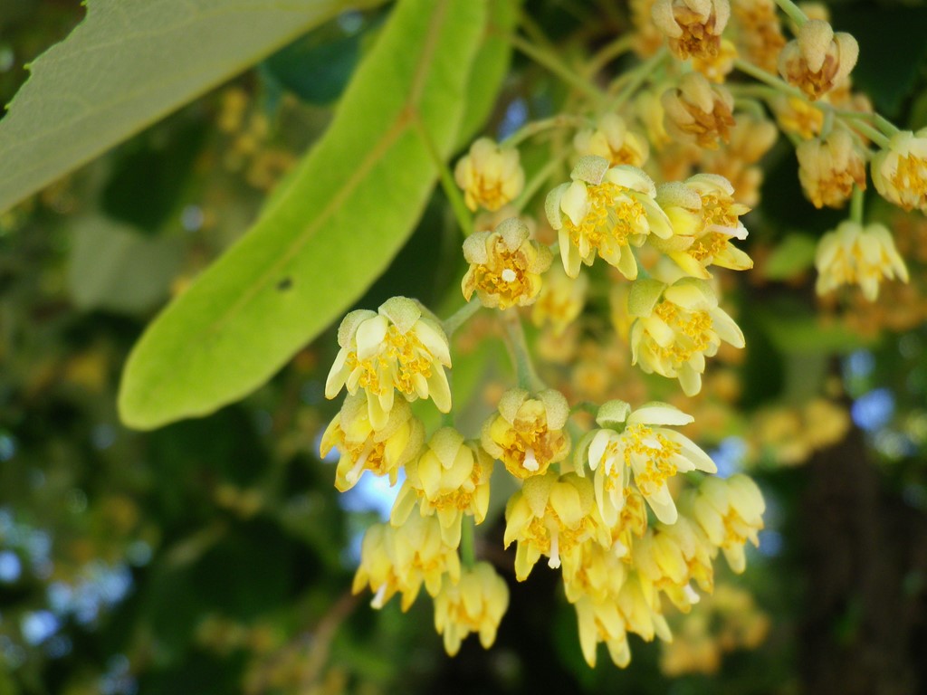 『菩提樹(ボダイジュ)と科木(シナノキ)の花』_d0054276_20225373.jpg