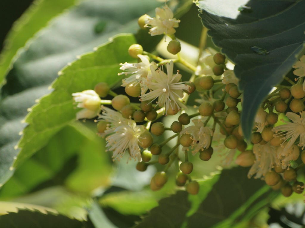 『菩提樹(ボダイジュ)と科木(シナノキ)の花』_d0054276_20242468.jpg