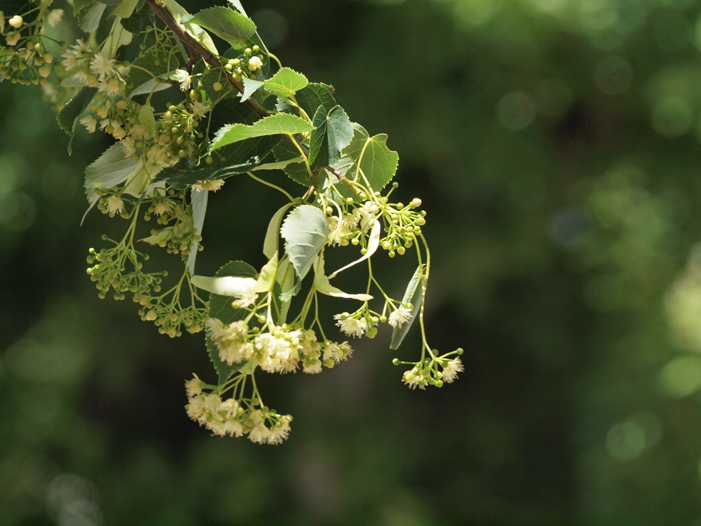 『菩提樹(ボダイジュ)と科木(シナノキ)の花』_d0054276_20253290.jpg
