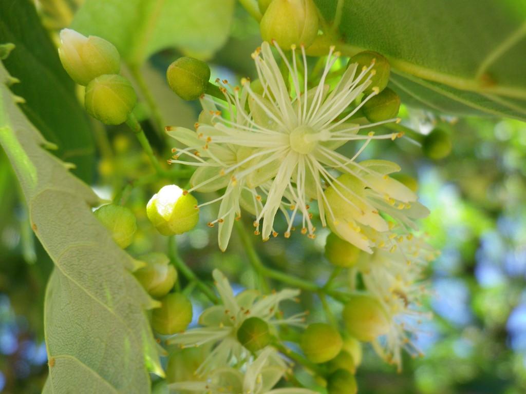 『菩提樹(ボダイジュ)と科木(シナノキ)の花』_d0054276_20255280.jpg