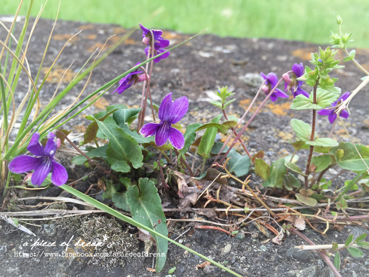 野の花アクセサリー　プレビュー中です。_b0160880_14132975.jpg