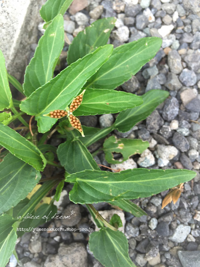 野の花アクセサリー　プレビュー中です。_b0160880_14252284.jpg