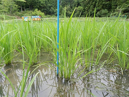 6月18日の田んぼ(月光原小・西根小)_d0247484_1650012.jpg