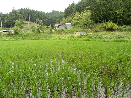 6月18日の田んぼ(月光原小・西根小)_d0247484_16522657.jpg