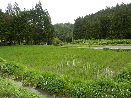 6月18日の田んぼ(月光原小・西根小)_d0247484_16532812.jpg