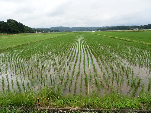6月18日の田んぼ(目黒角田絆交流田)_d0247484_17542214.jpg