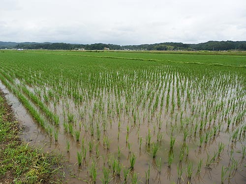 6月18日の田んぼ(目黒角田絆交流田)_d0247484_17573338.jpg