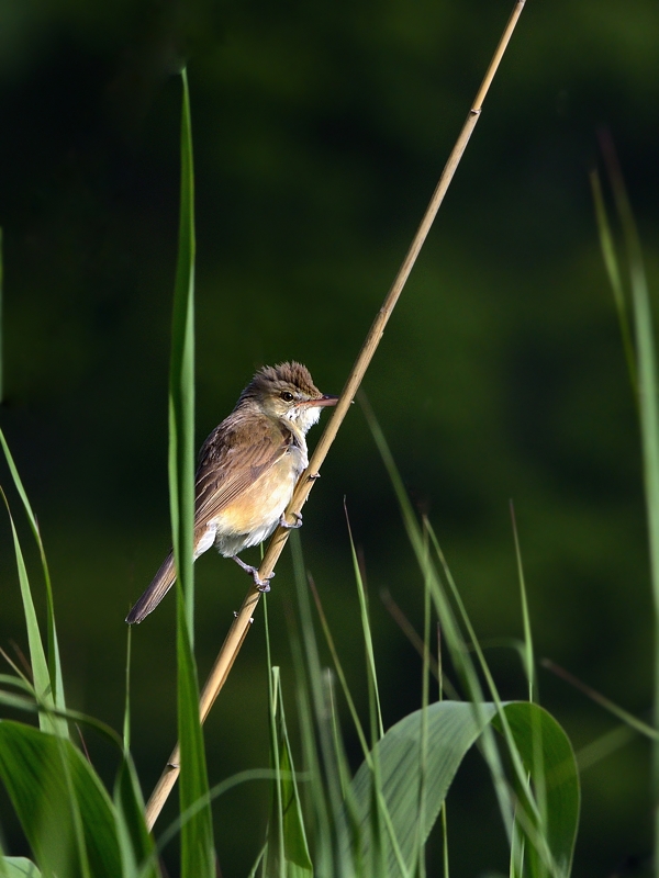 湖畔のオオヨシキリ2015_a0204089_5293013.jpg