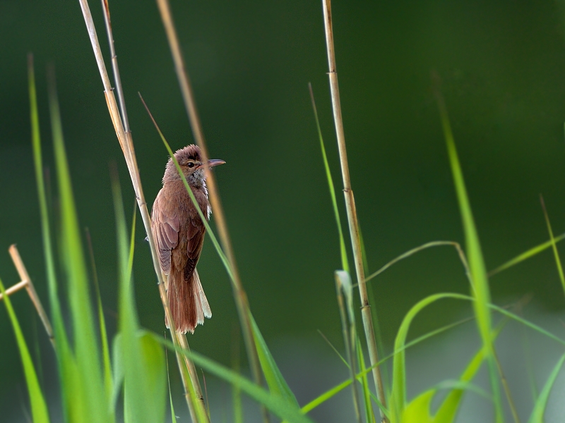 湖畔のオオヨシキリ2015_a0204089_5294029.jpg