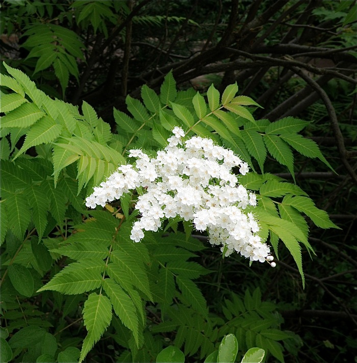 １つの花は６ ７ミリほどです ニワナナカマド 楽餓鬼