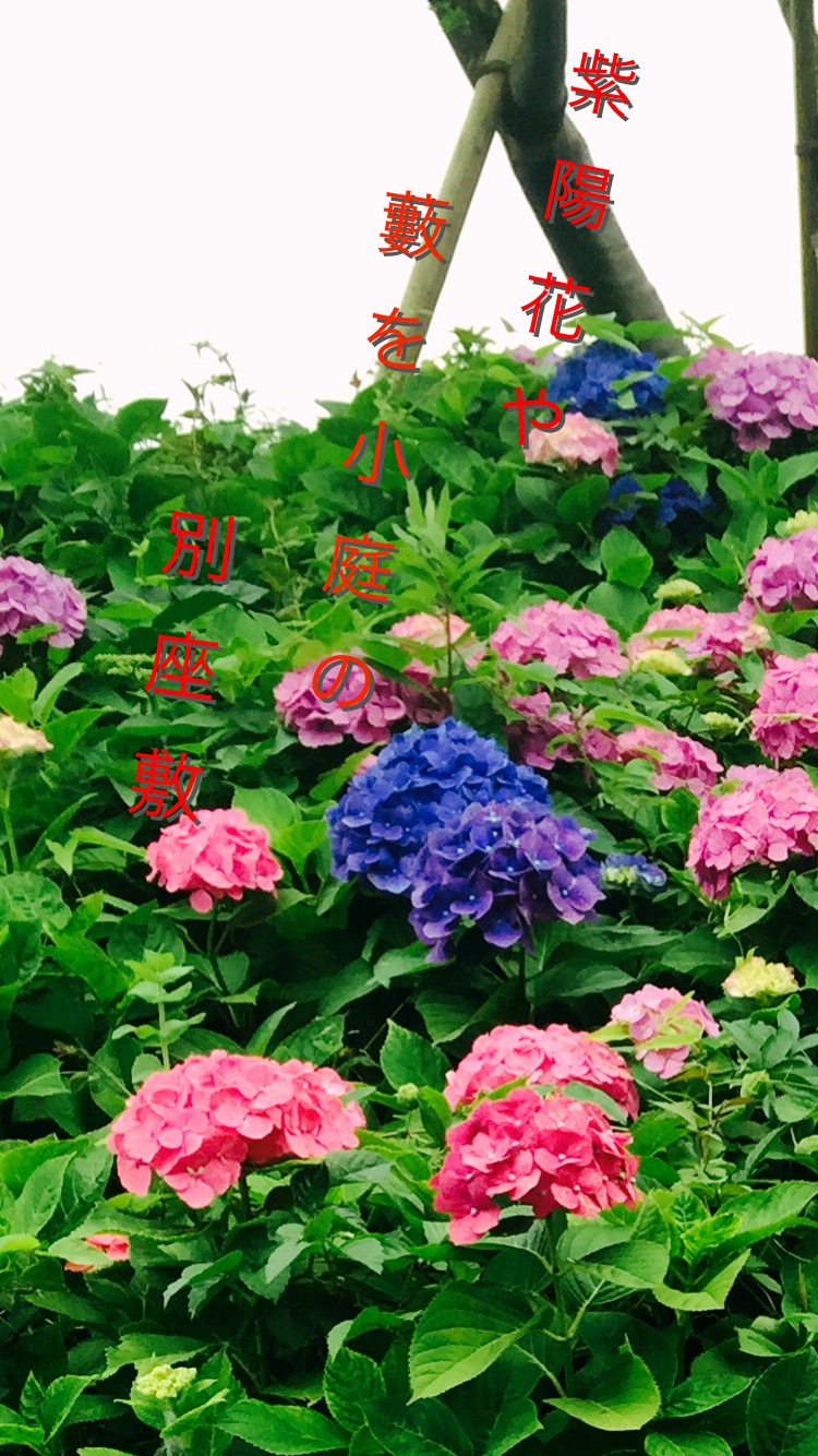 あ ぢ さ ゐ 紫陽花【a hydrangea】 _a0135191_15575767.jpg