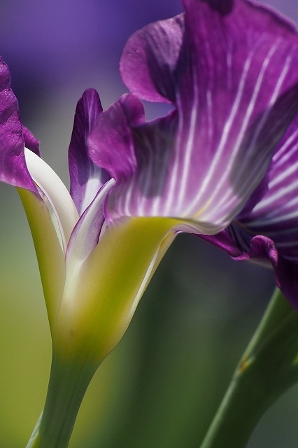 堀切菖蒲園の花菖蒲_e0348392_23363803.jpg