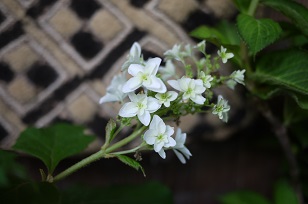 ①生花・あじさい鉢植えいろいろ_f0226293_1044882.jpg