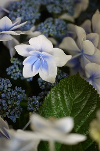 ①生花・あじさい鉢植えいろいろ_f0226293_1051740.jpg