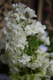 ①生花・あじさい鉢植えいろいろ_f0226293_1052879.jpg