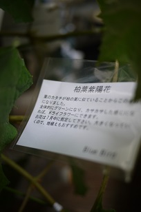 ①生花・あじさい鉢植えいろいろ_f0226293_105395.jpg