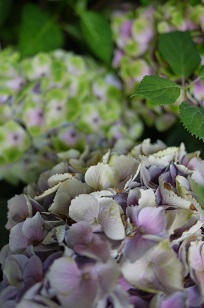 ①生花・あじさい鉢植えいろいろ_f0226293_1055195.jpg