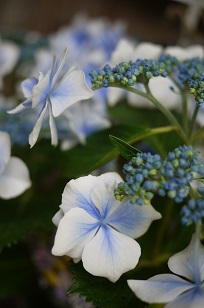 ①生花・あじさい鉢植えいろいろ_f0226293_105796.jpg