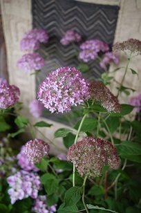 ①生花・あじさい鉢植えいろいろ_f0226293_1061619.jpg