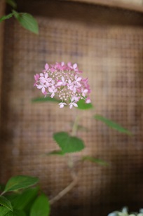 ①生花・あじさい鉢植えいろいろ_f0226293_1062882.jpg