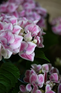 ①生花・あじさい鉢植えいろいろ_f0226293_106398.jpg