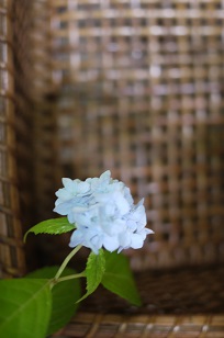 ①生花・あじさい鉢植えいろいろ_f0226293_1065358.jpg