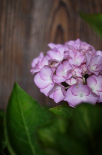 ①生花・あじさい鉢植えいろいろ_f0226293_106689.jpg