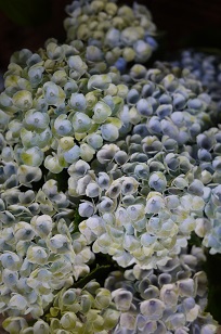 ①生花・あじさい鉢植えいろいろ_f0226293_107151.jpg