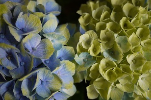 ①生花・あじさい鉢植えいろいろ_f0226293_1072759.jpg